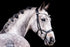 PS of Sweden Bridle Pioneer