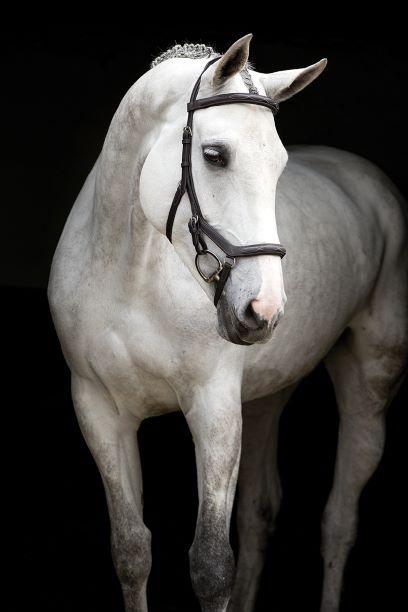 Rambo Micklem Deluxe Competition Bridle - 2