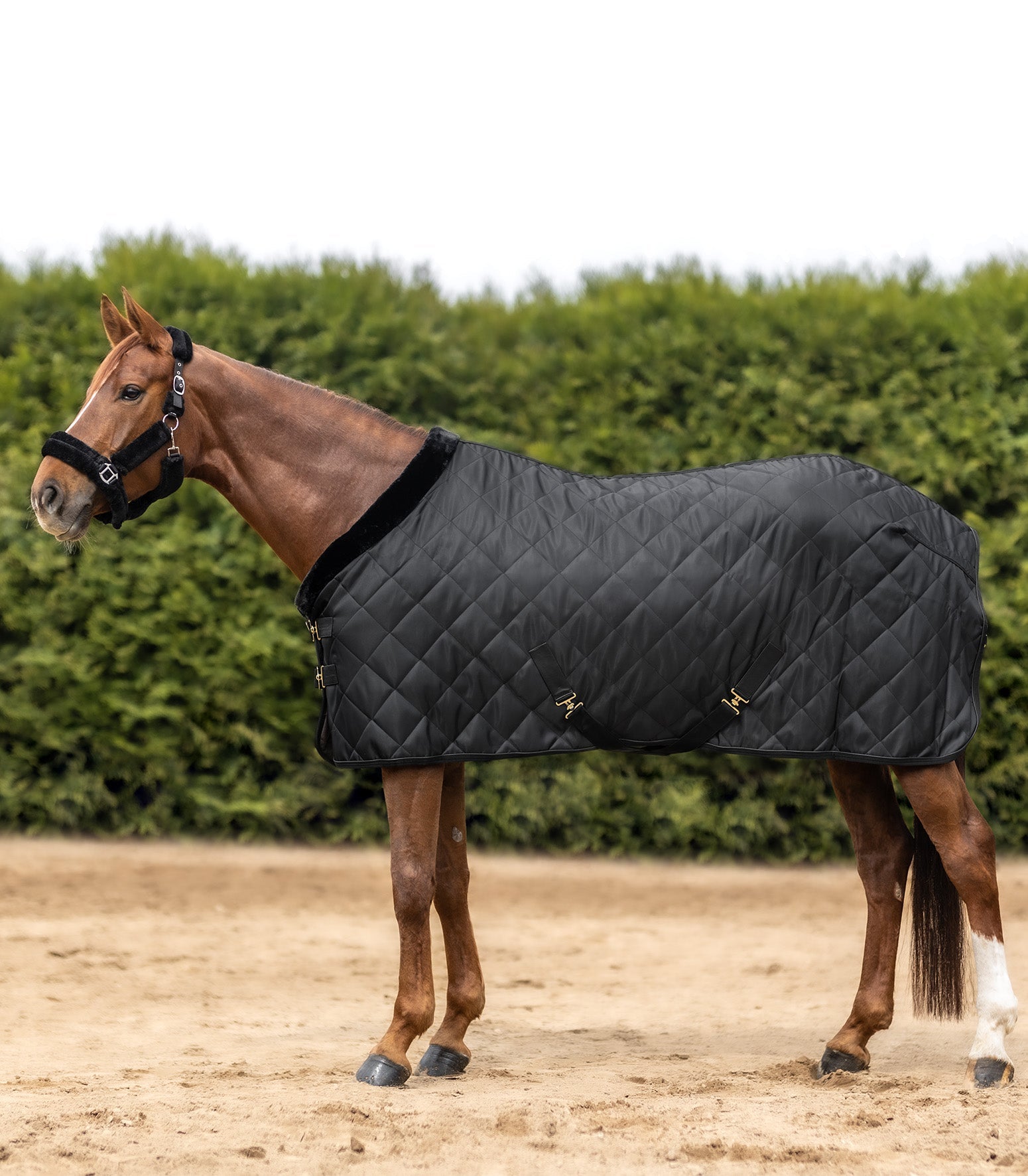 Waldhausen Exclusive Show/Stable Rug