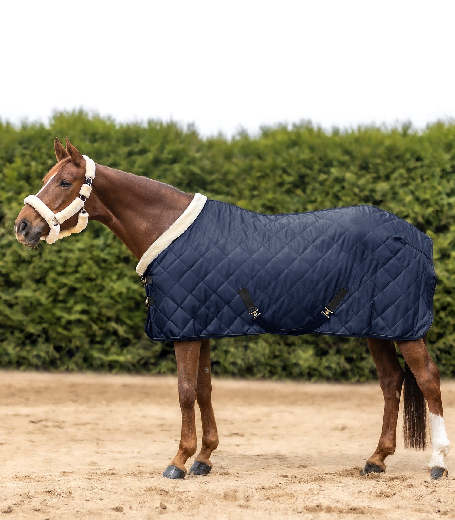 Waldhausen Exclusive Show/Stable Rug