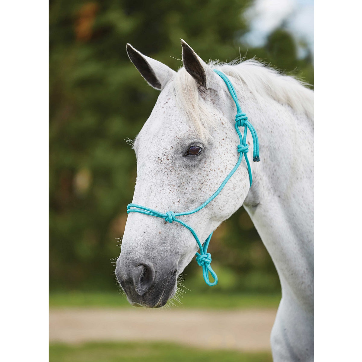 Roma Nylon Rope Headcollar Halter - 3