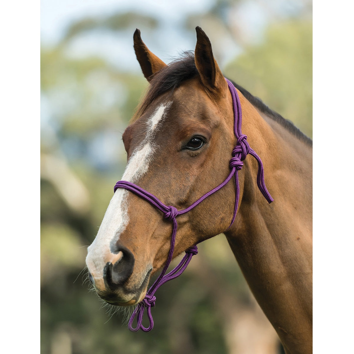 Roma Nylon Rope Headcollar Halter - Lavender Hero