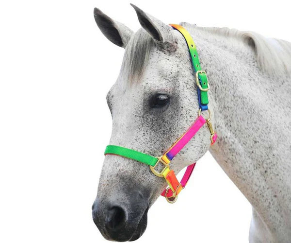 Roma Rainbow Headcollar Halter