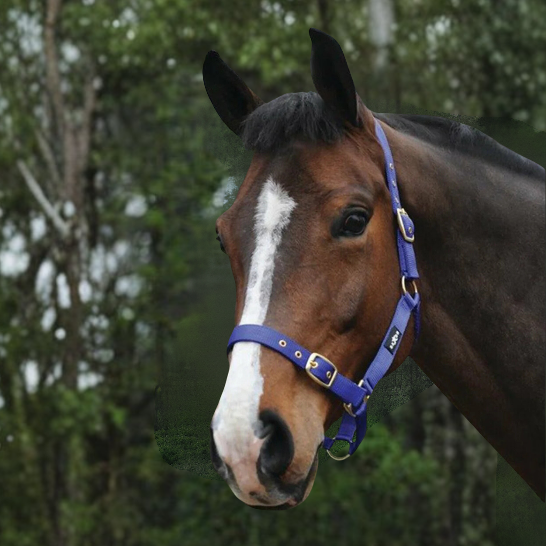 Saxon Nylon Brass Buckle Headcollar Halter - 2