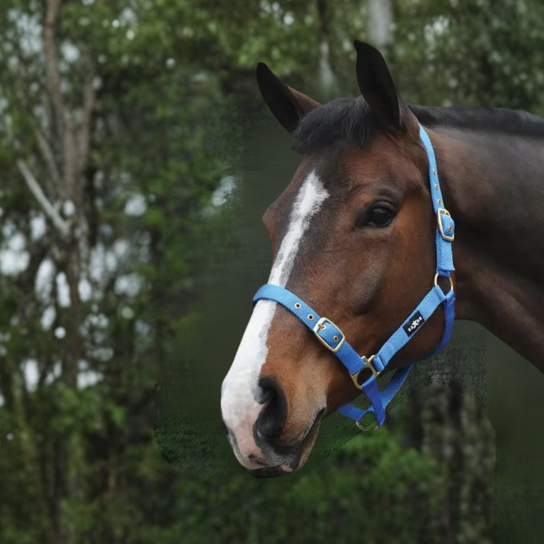 Saxon Nylon Brass Buckle Headcollar Halter - 4