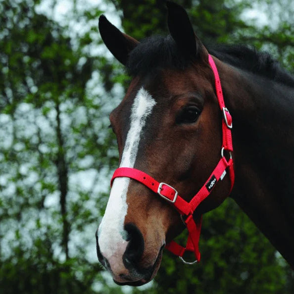 Saxon Nylon Brass Buckle Headcollar Halter - Red