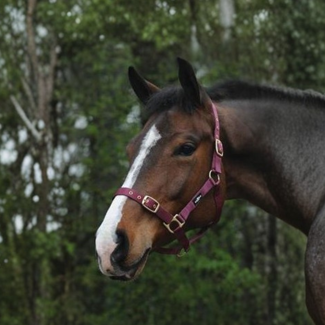 Saxon Nylon Brass Buckle Headcollar Halter