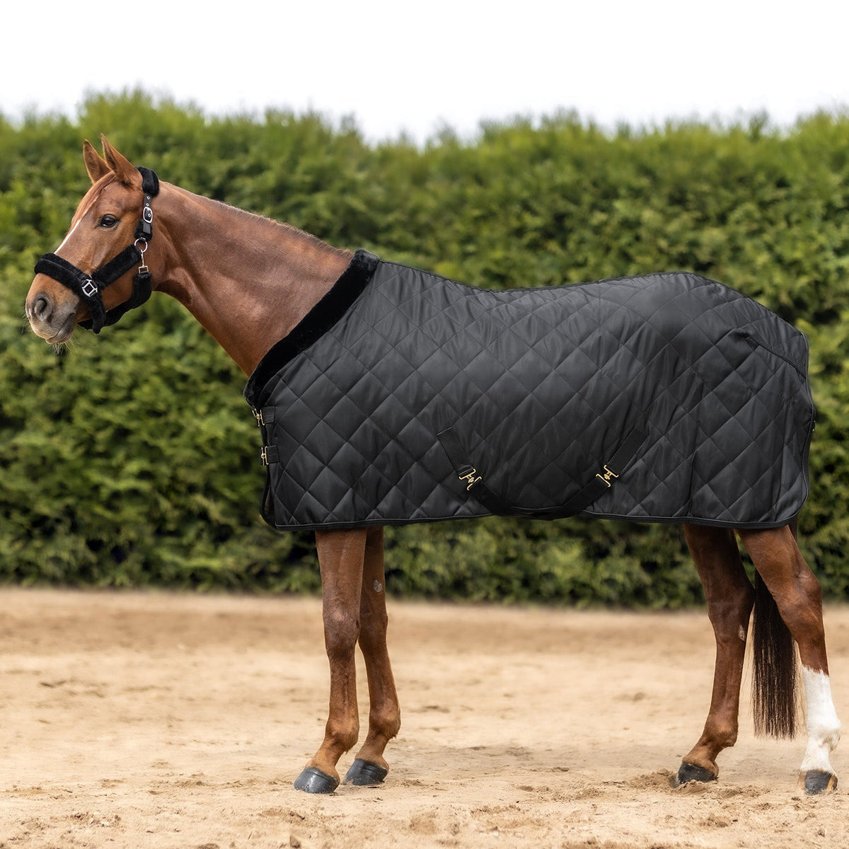 Waldhausen Exclusive Show/Stable Rug