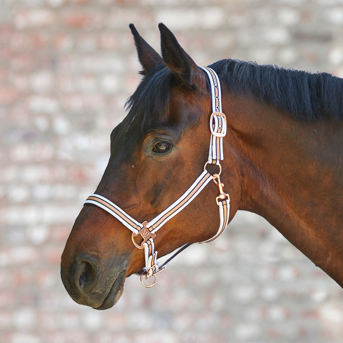 Waldhausen Halter Rose Shine - 2