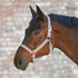 Waldhausen Halter Rose Shine - 2