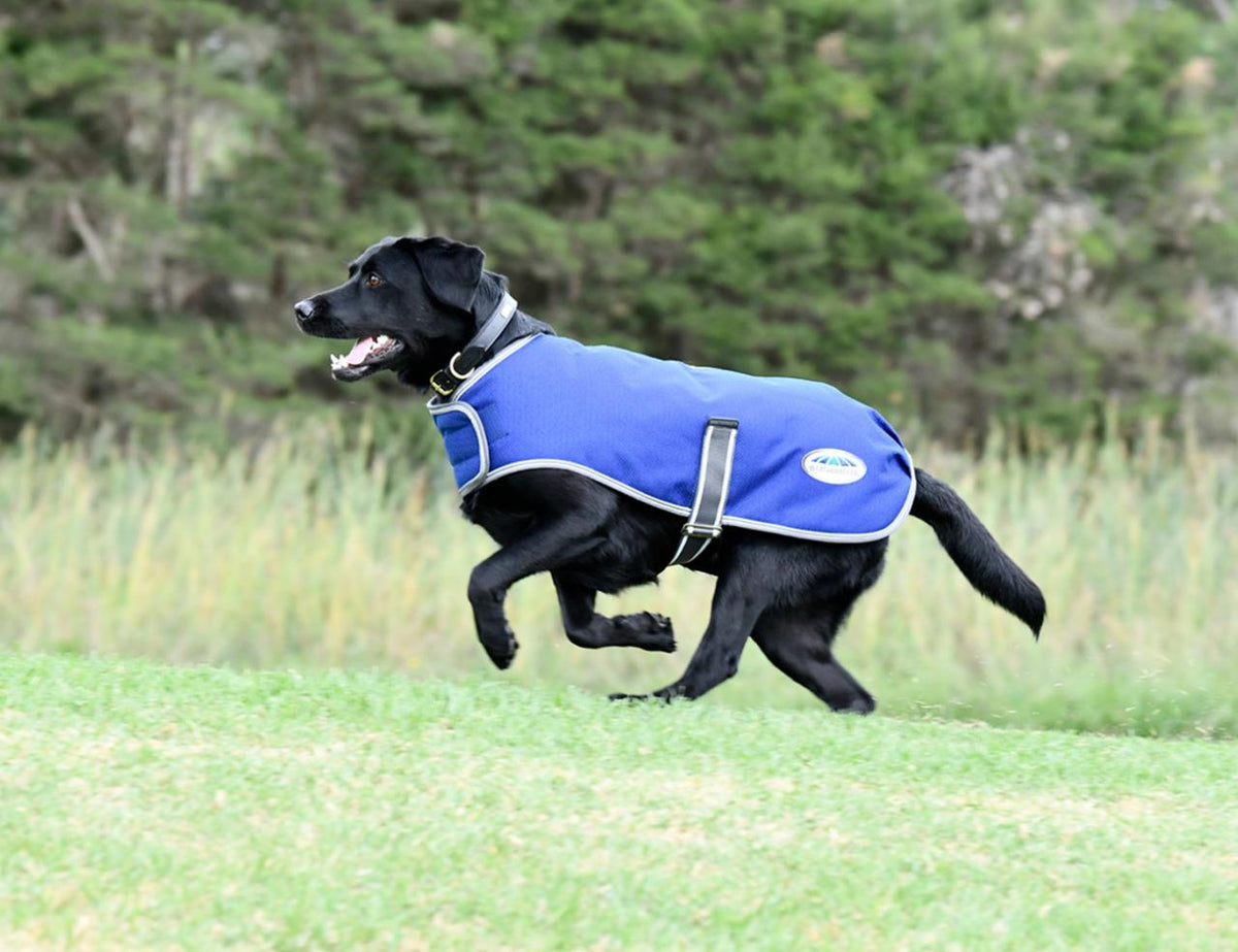 Weatherbeeta ComFiTec Premier Free Parka Dog Coat - 3