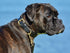 Weatherbeeta Padded Leather Dog Collar - 2