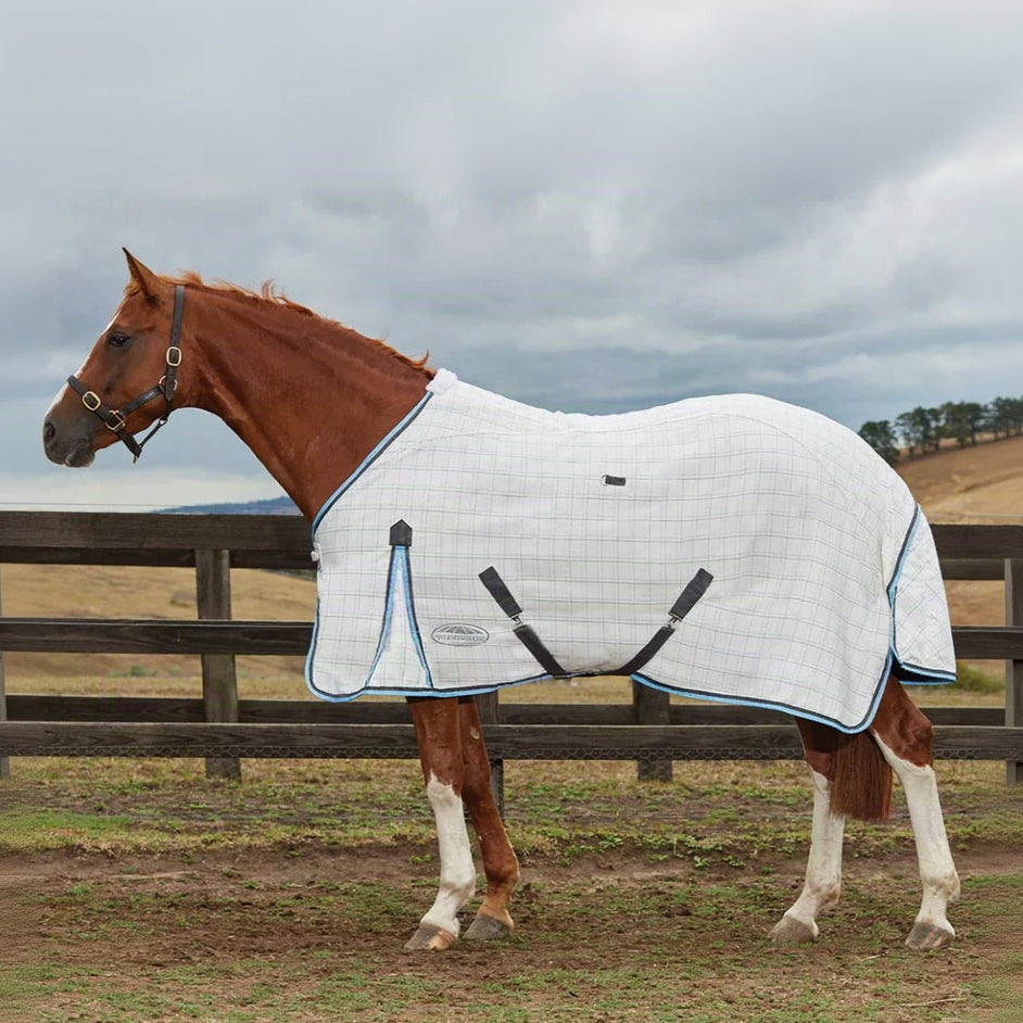 A horse wearing a white and blue WeatherBeeta summer cotton sheet with a standard neck fit.