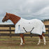 A horse wearing a white and blue WeatherBeeta summer cotton sheet with a standard neck fit.