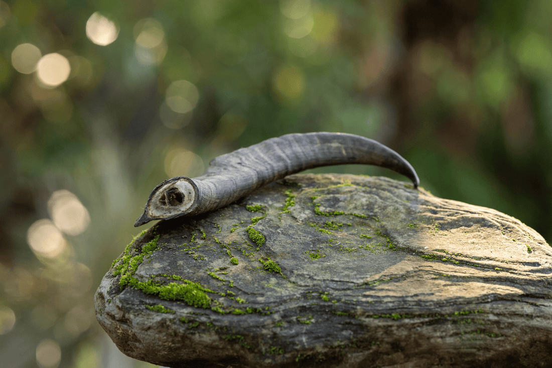 Wild Harvest Goat Horn - WHGH