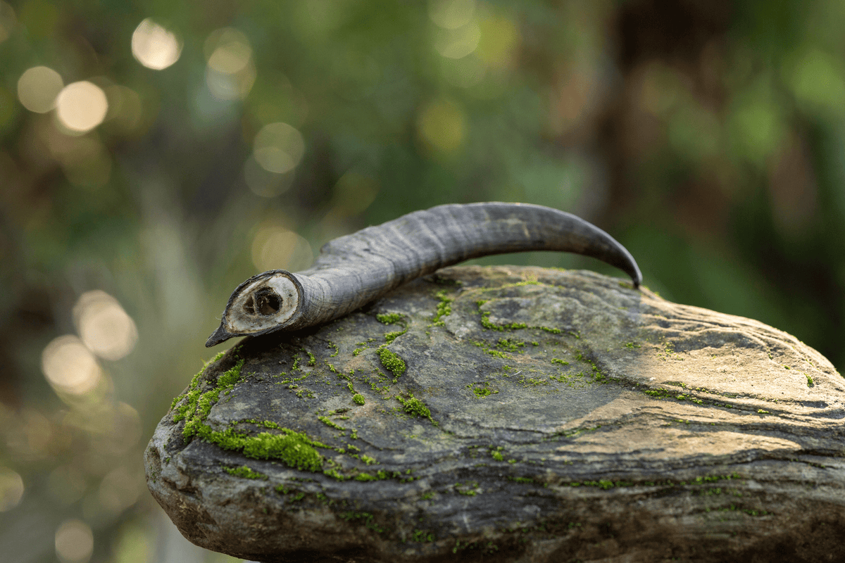 Wild Harvest Goat Horn - WHGH