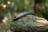 Wild Harvest Goat Horn - WHGH