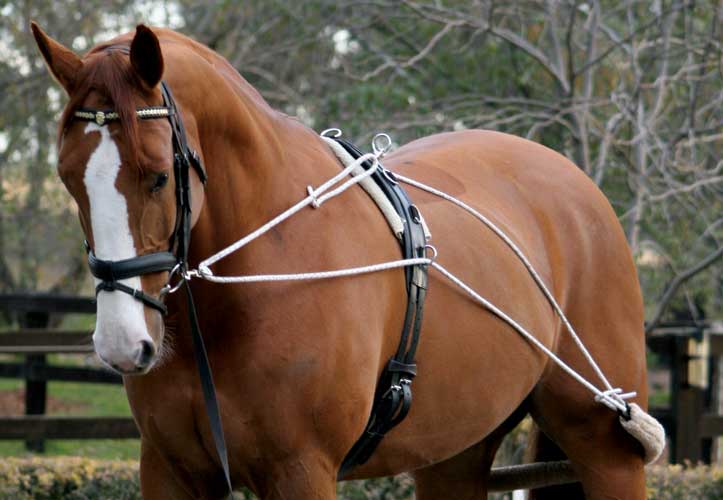 Zilco Lunging Training System - 2