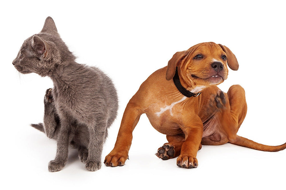 BioPet Fleas &amp; Ticks