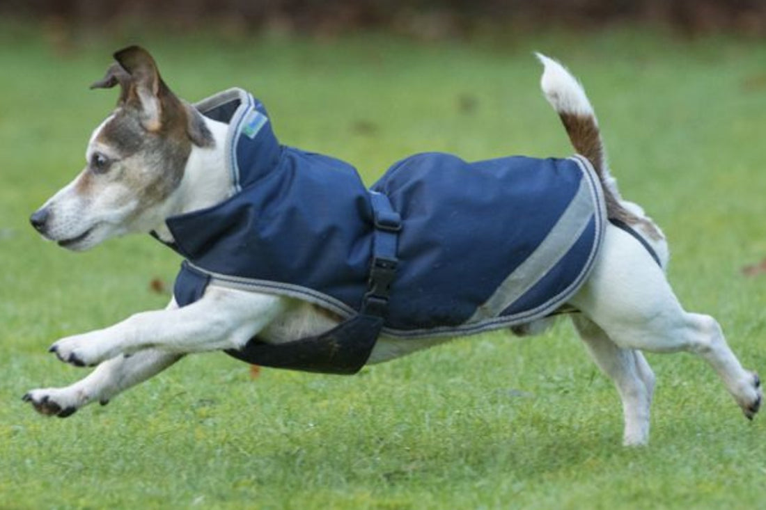 Bucas Freedom Dog Coat