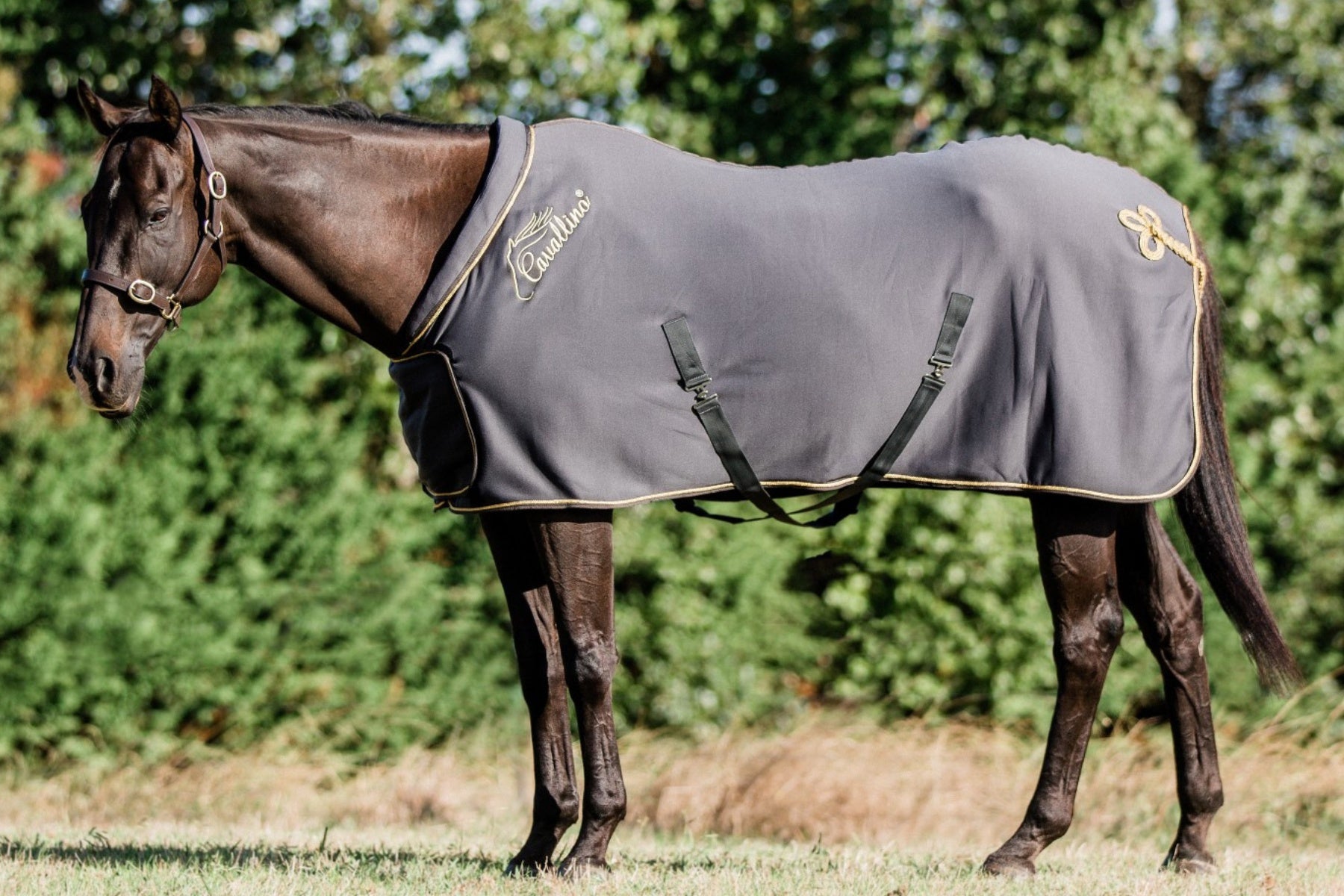 Cavallino Fleece Show Rug