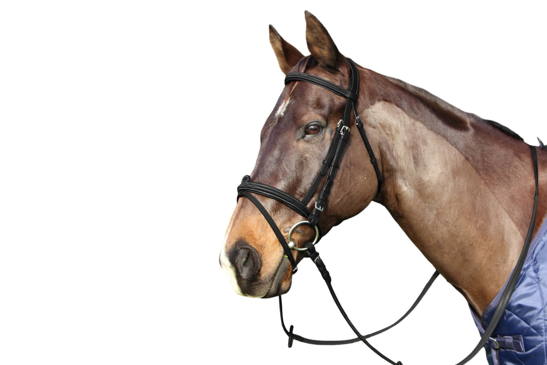 Cavallino Mclean Anatomic Bridle