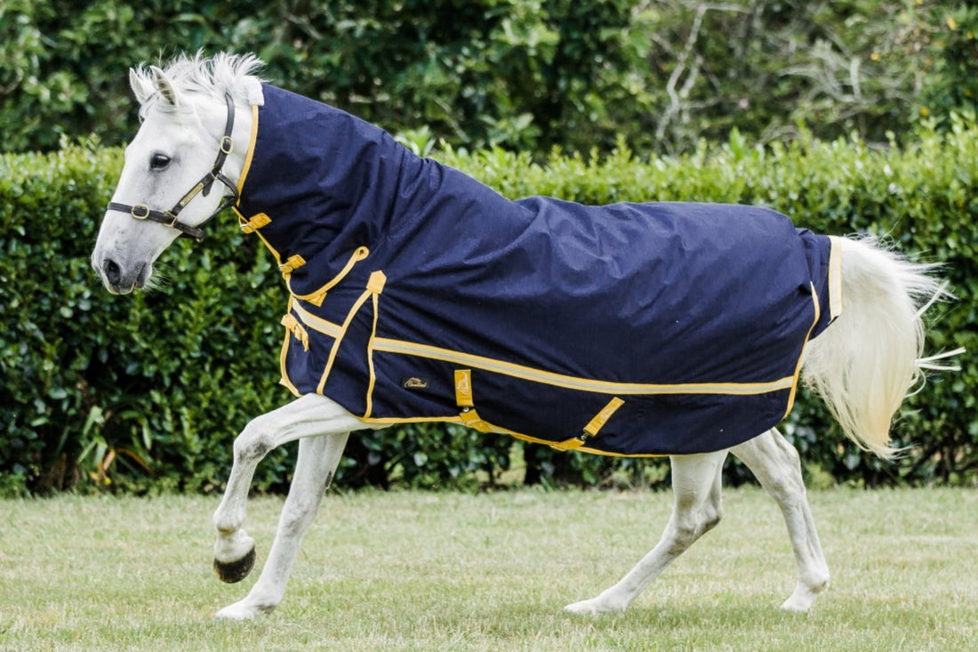 Cavallino Northampton Combo 1200D Navy