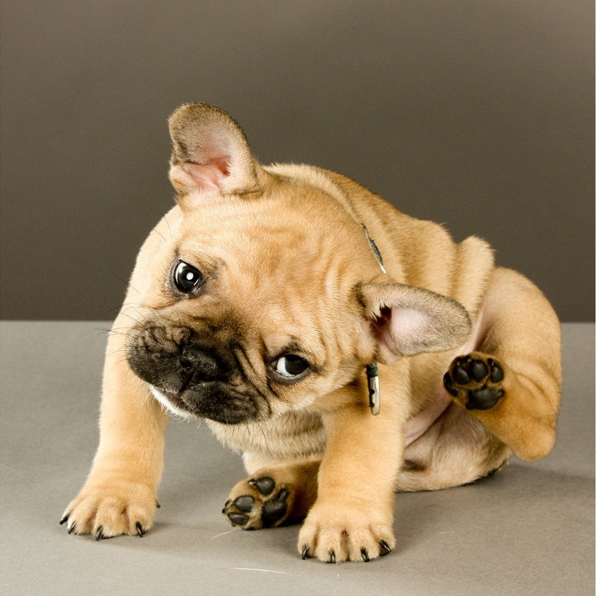 BioPet Skin - 2