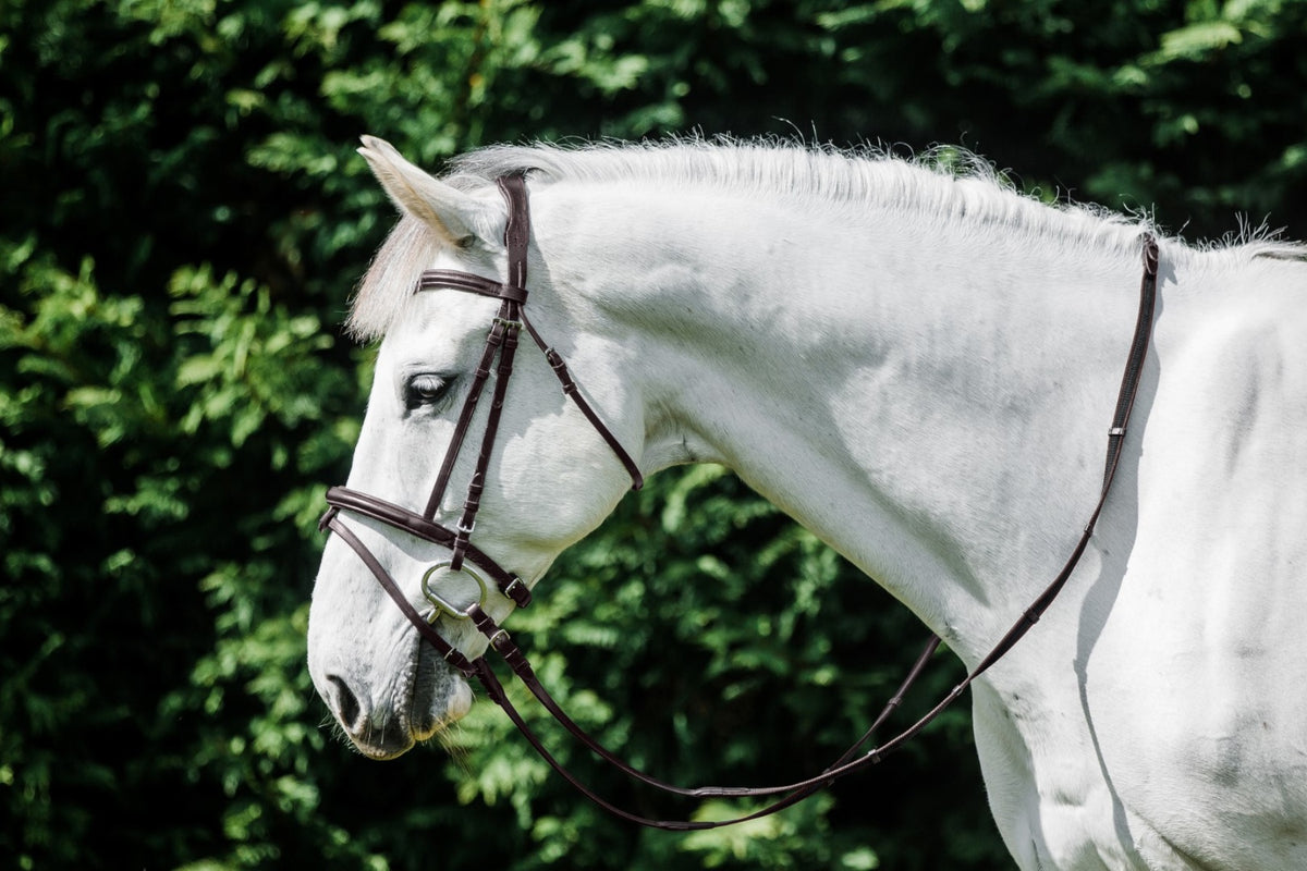 Cavallino Anatomical Raised Padded Bridle - 2