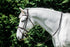 Cavallino Anatomical Raised Padded Bridle - 2