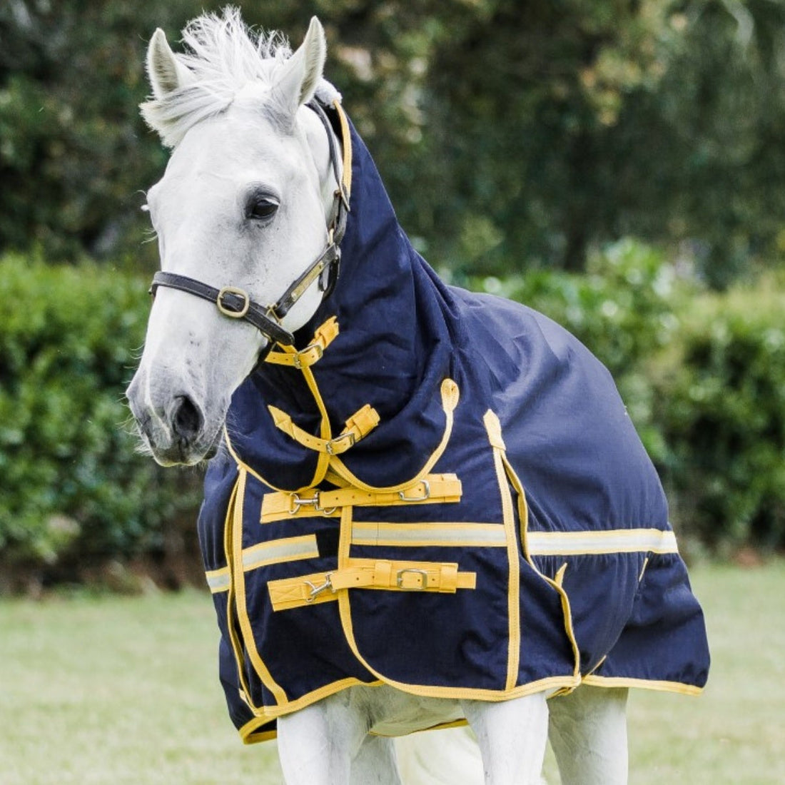 Cavallino Northampton Combo 1200D Navy - 2