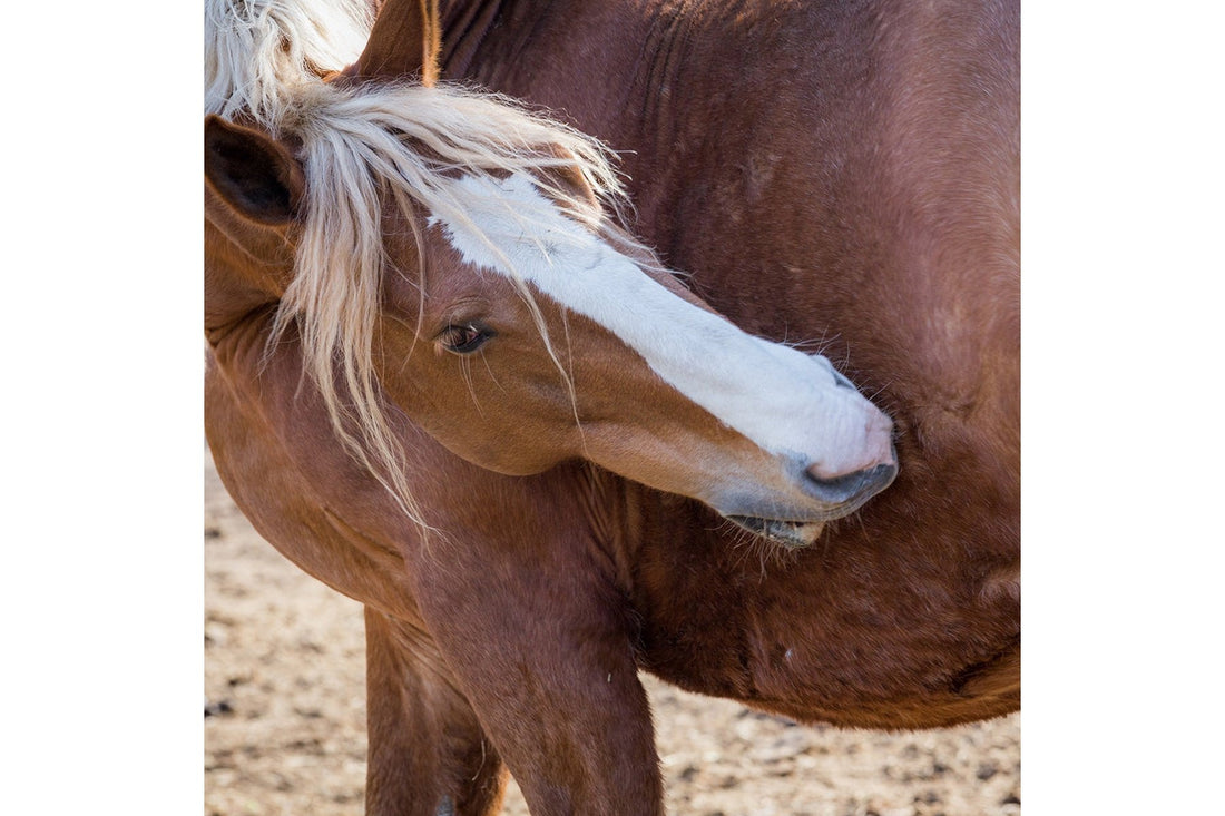 Hippo Health Colic Aid - Equine - 2