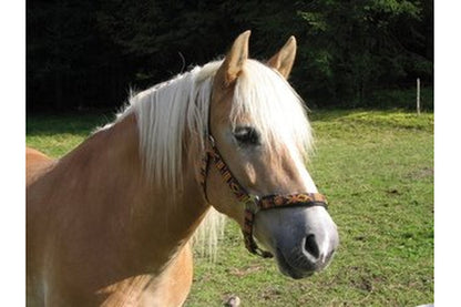 Hippo Health Grass Allergy - Equine