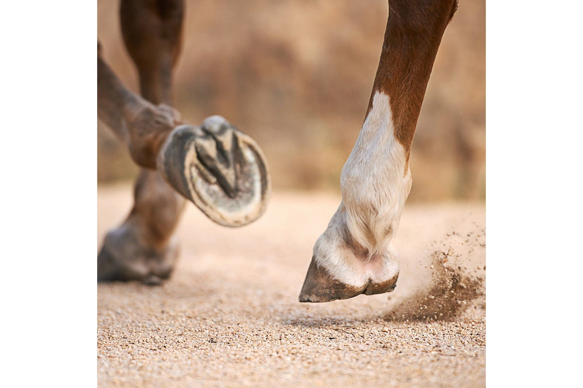 Hippo Health Healthy Hooves - 2